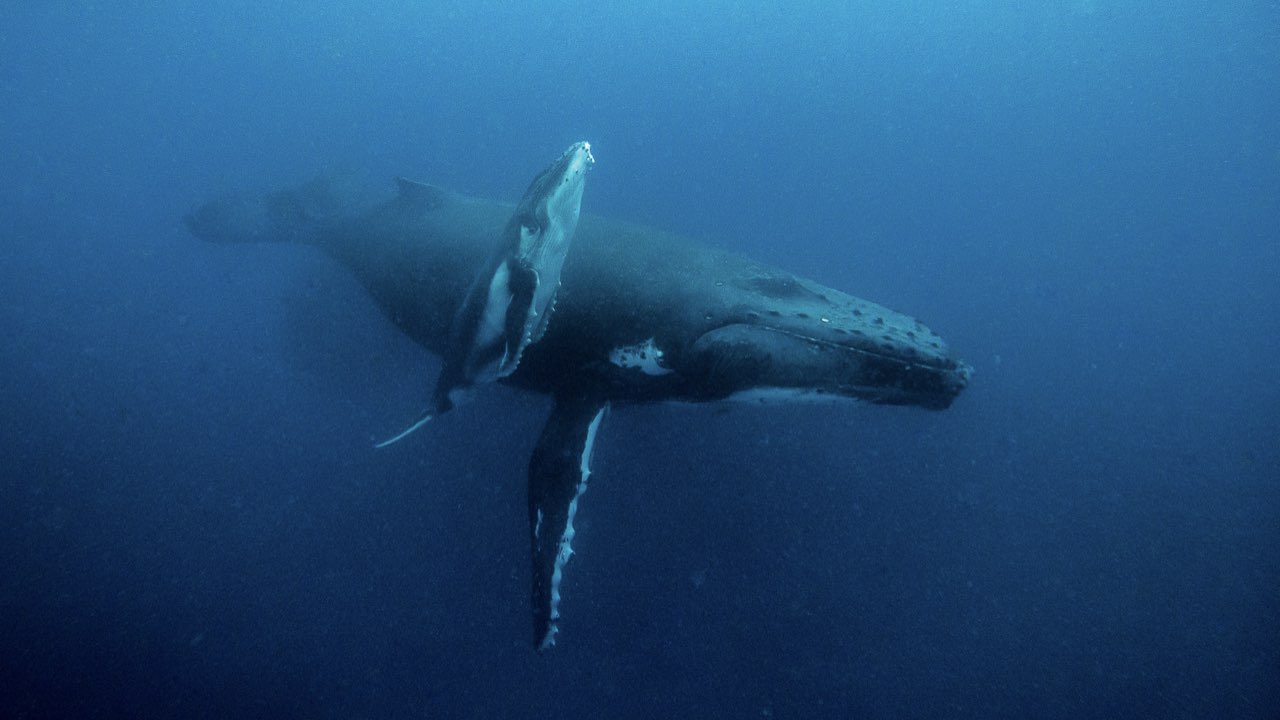 Mama and baby humpback whales swimming